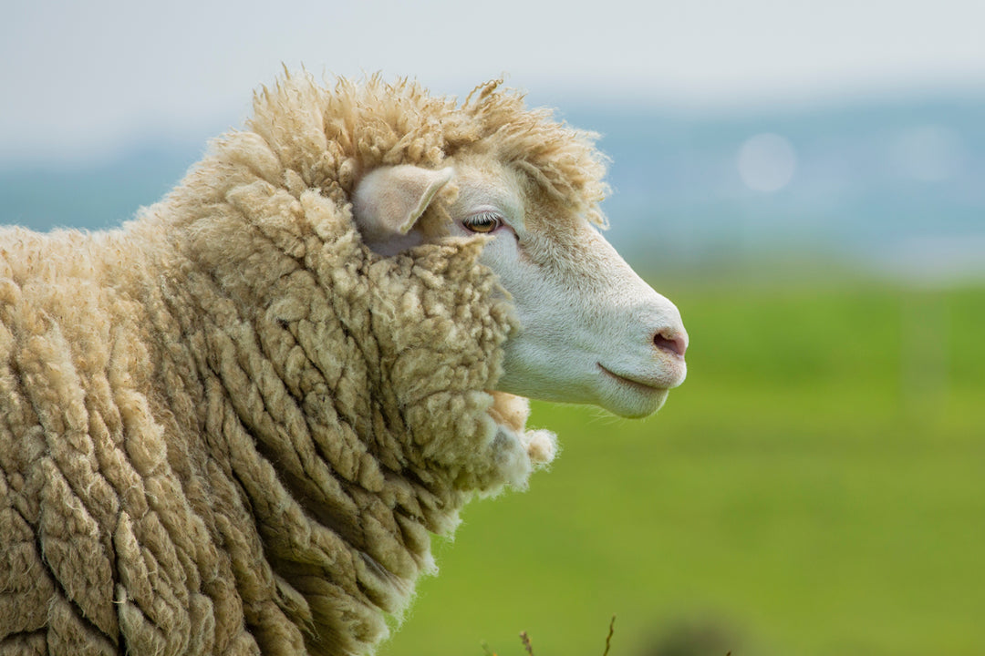 Merino Wool vs. Synthetics - Sustainability