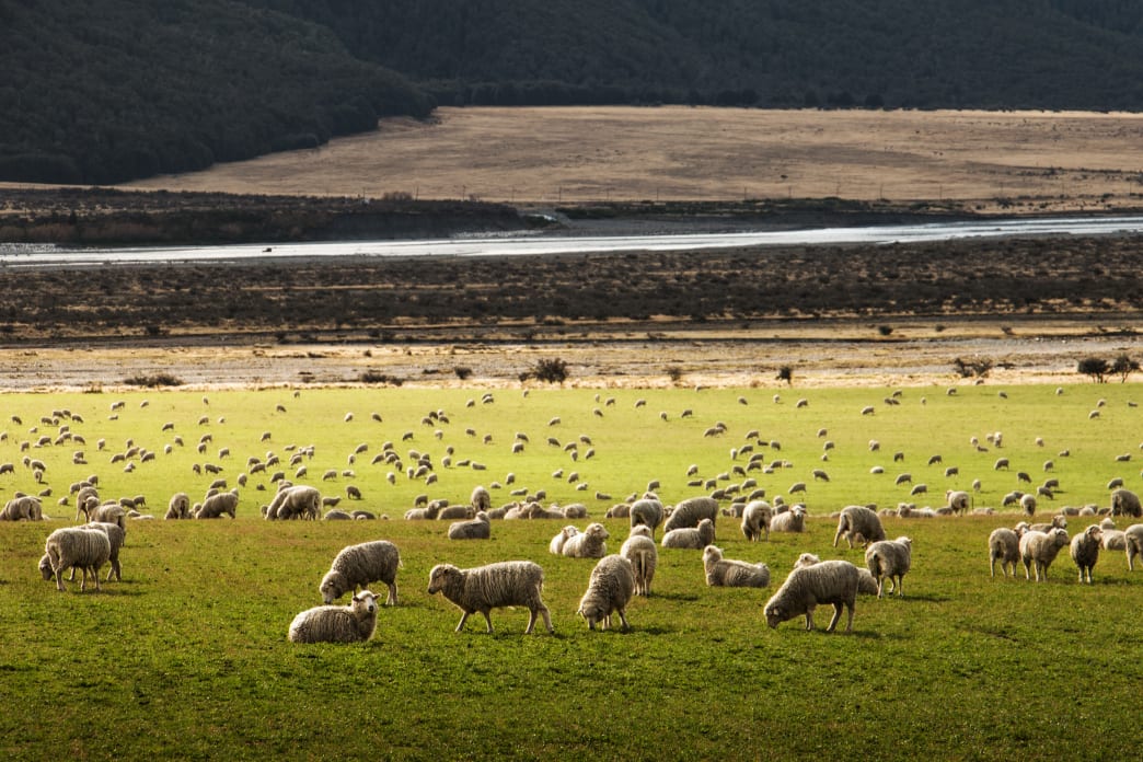 sunlit landscape with herd of sheep